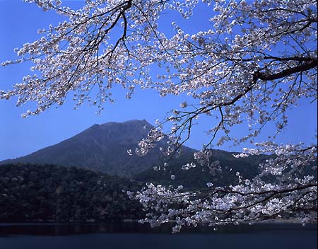 「湖畔の桜」
